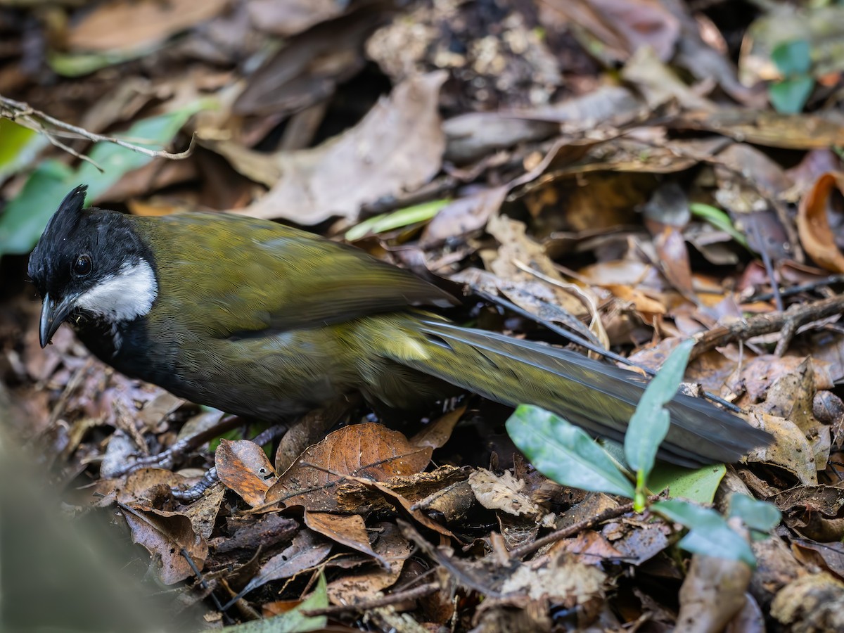 ムナグロシラヒゲドリ - ML646580744