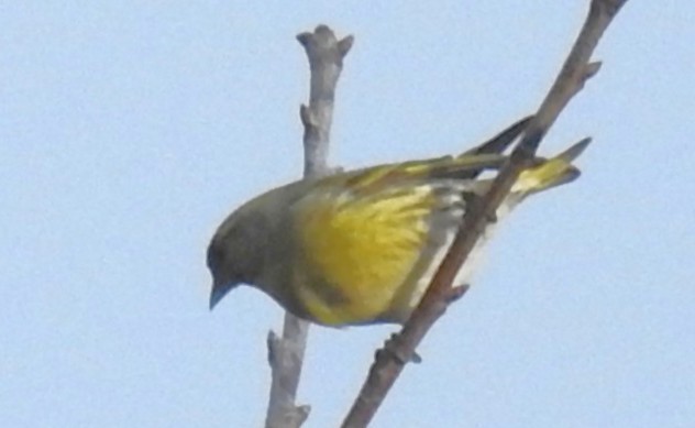 マヒワ - ML646580745