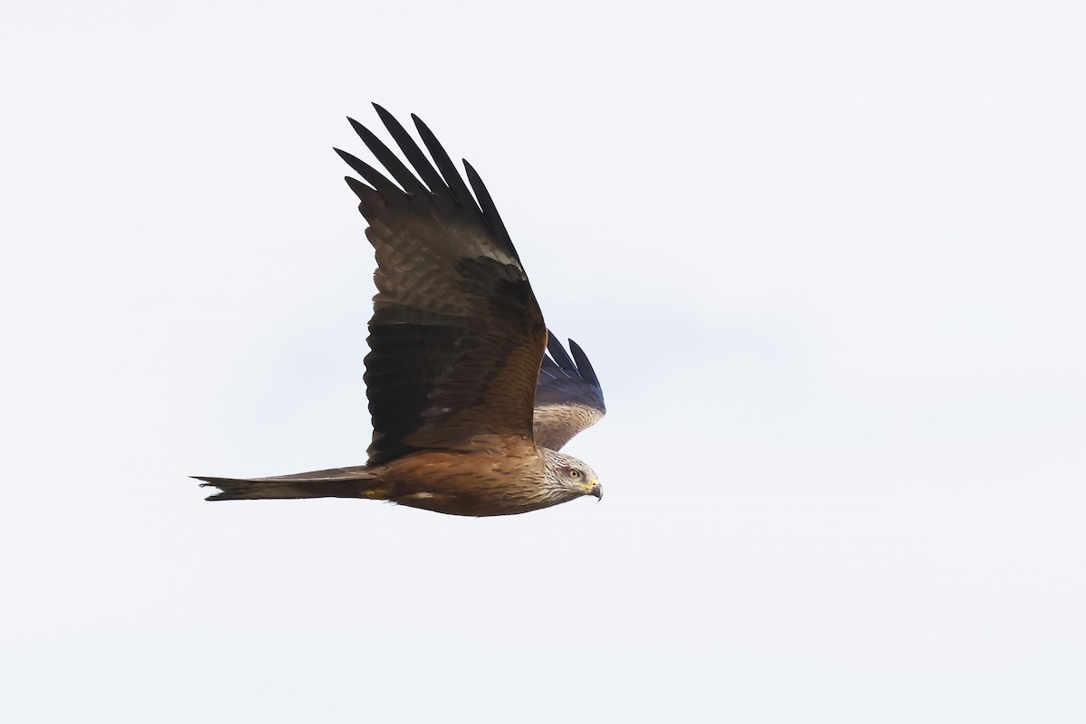 トビ - ML646580750