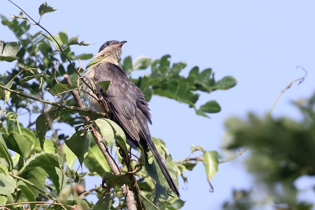 クロシロカンムリカッコウ - ML646580753