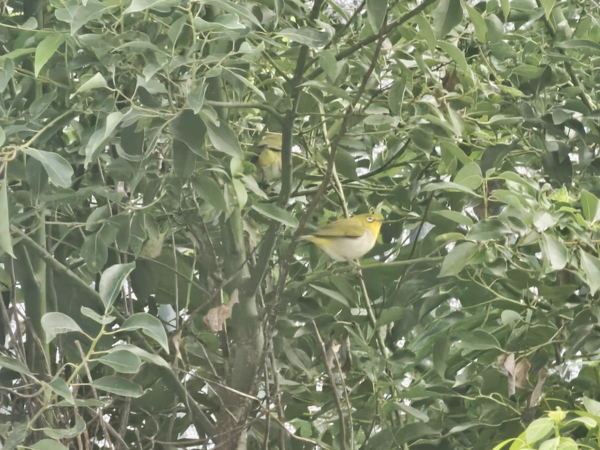 ミナミメジロ - ML646580760