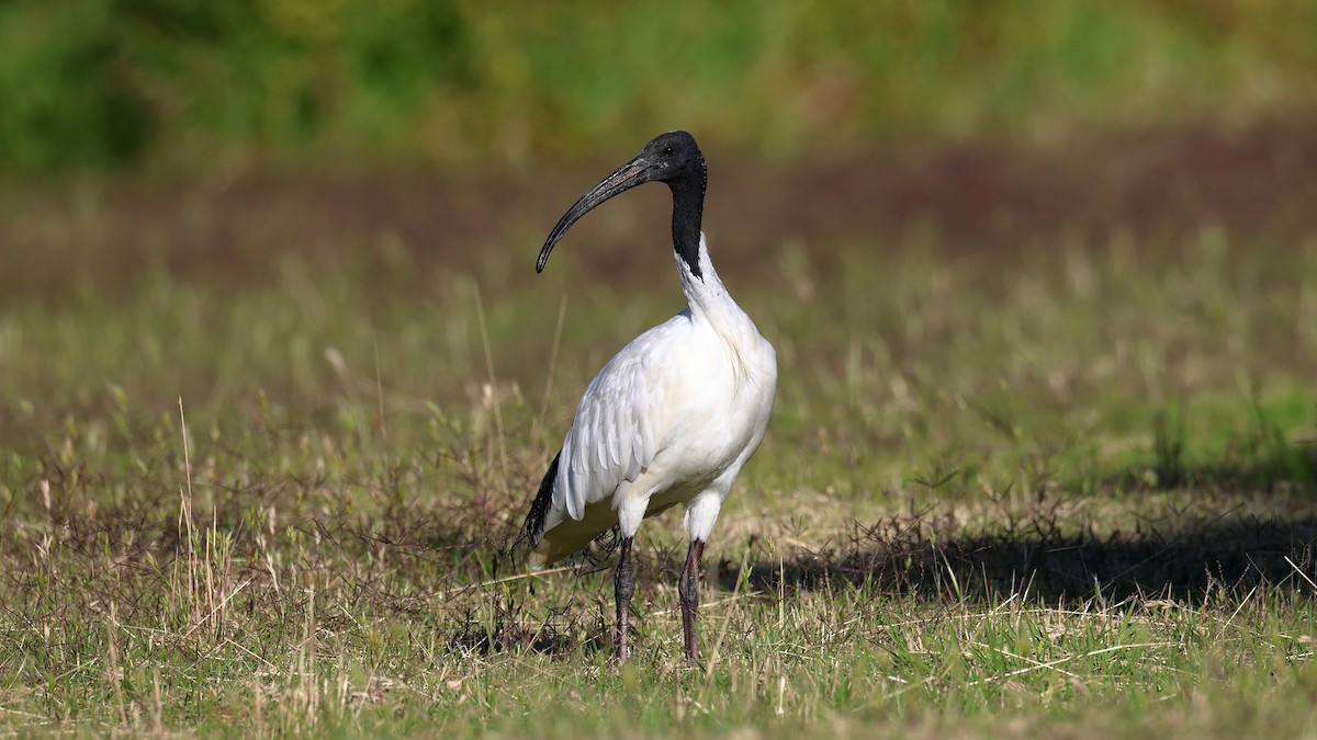 オーストラリアクロトキ - ML646580762