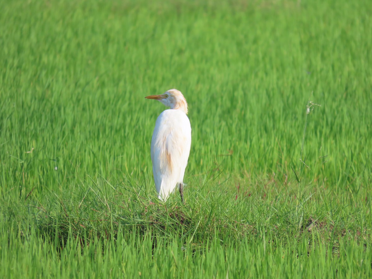 アマサギ - ML646580764