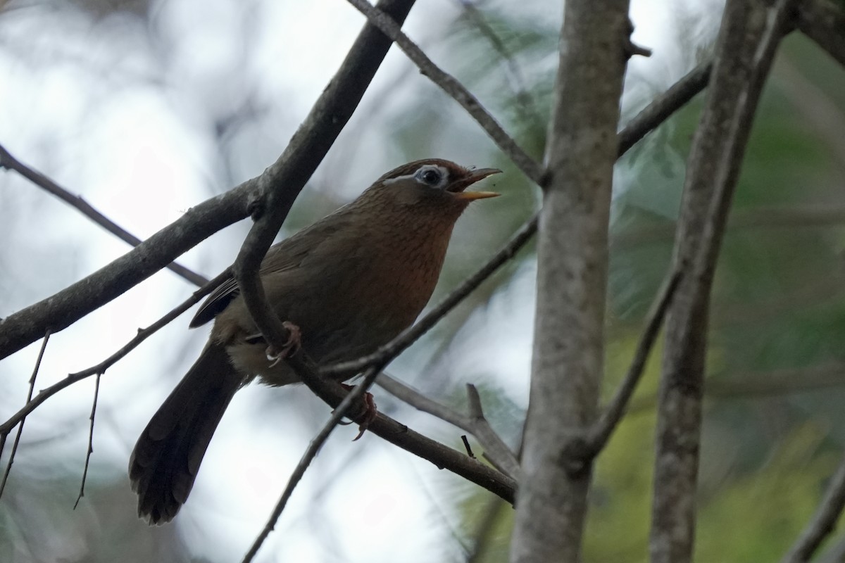 ガビチョウ - ML646580766