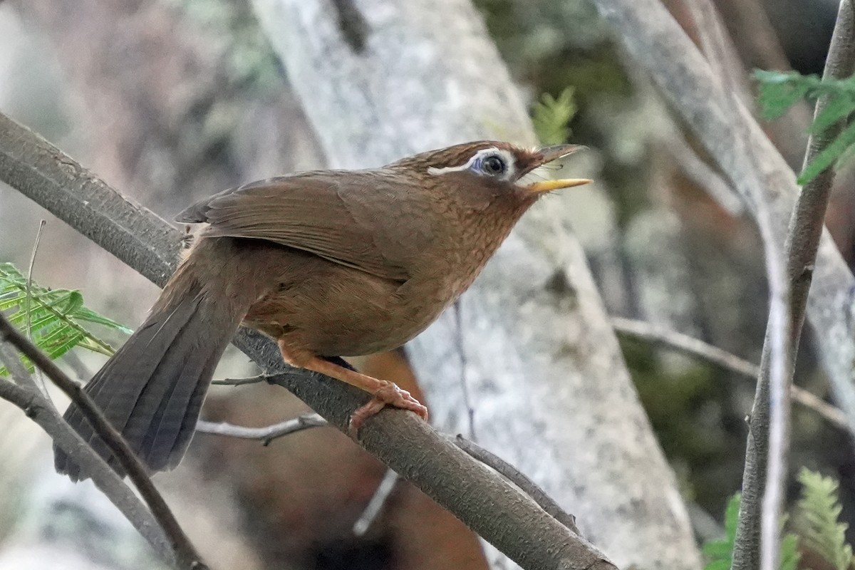 Chinese Hwamei - ML646580767