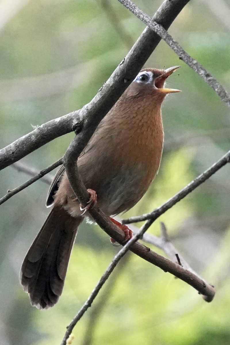 Chinese Hwamei - ML646580768