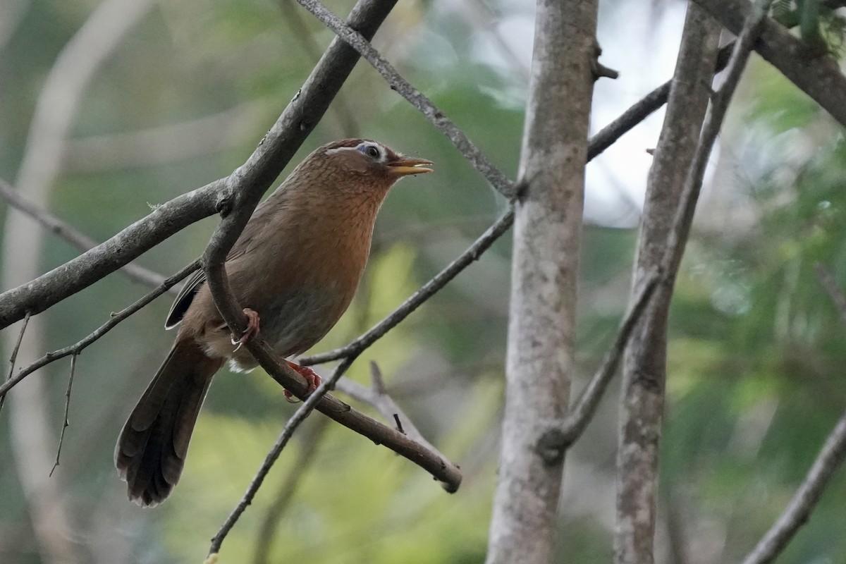 Chinese Hwamei - ML646580769