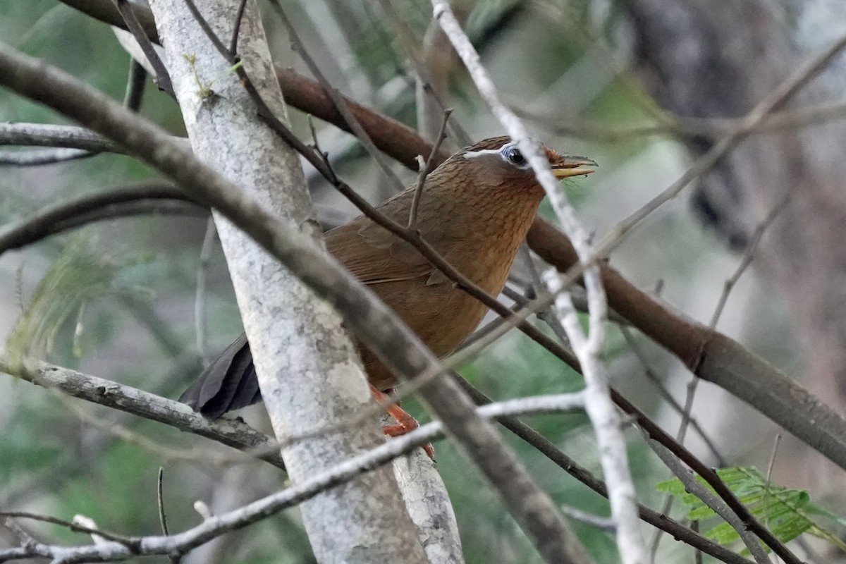 Chinese Hwamei - ML646580770