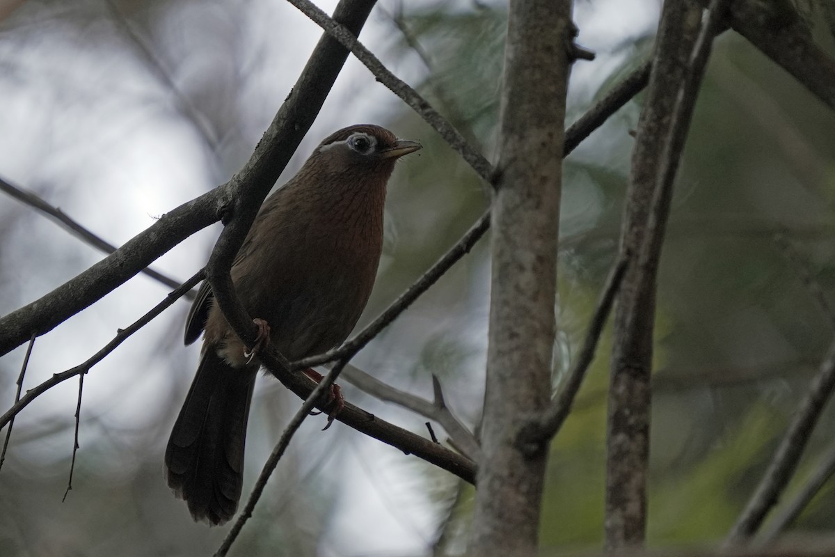 Chinese Hwamei - ML646580771