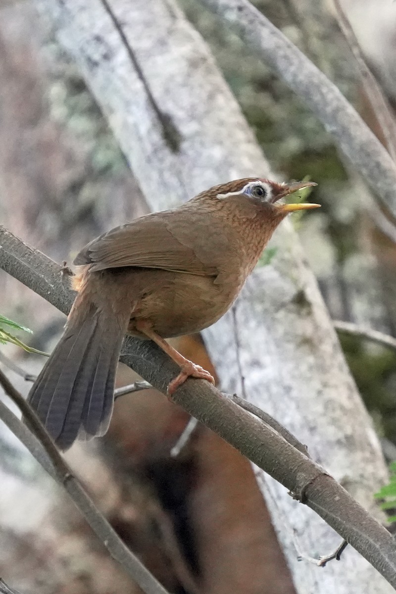 Chinese Hwamei - ML646580772