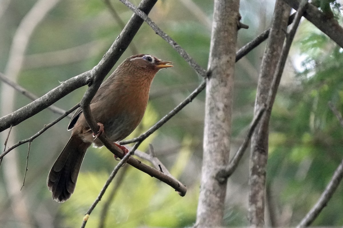 Chinese Hwamei - ML646580773