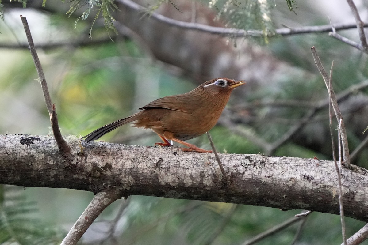 Chinese Hwamei - ML646580774