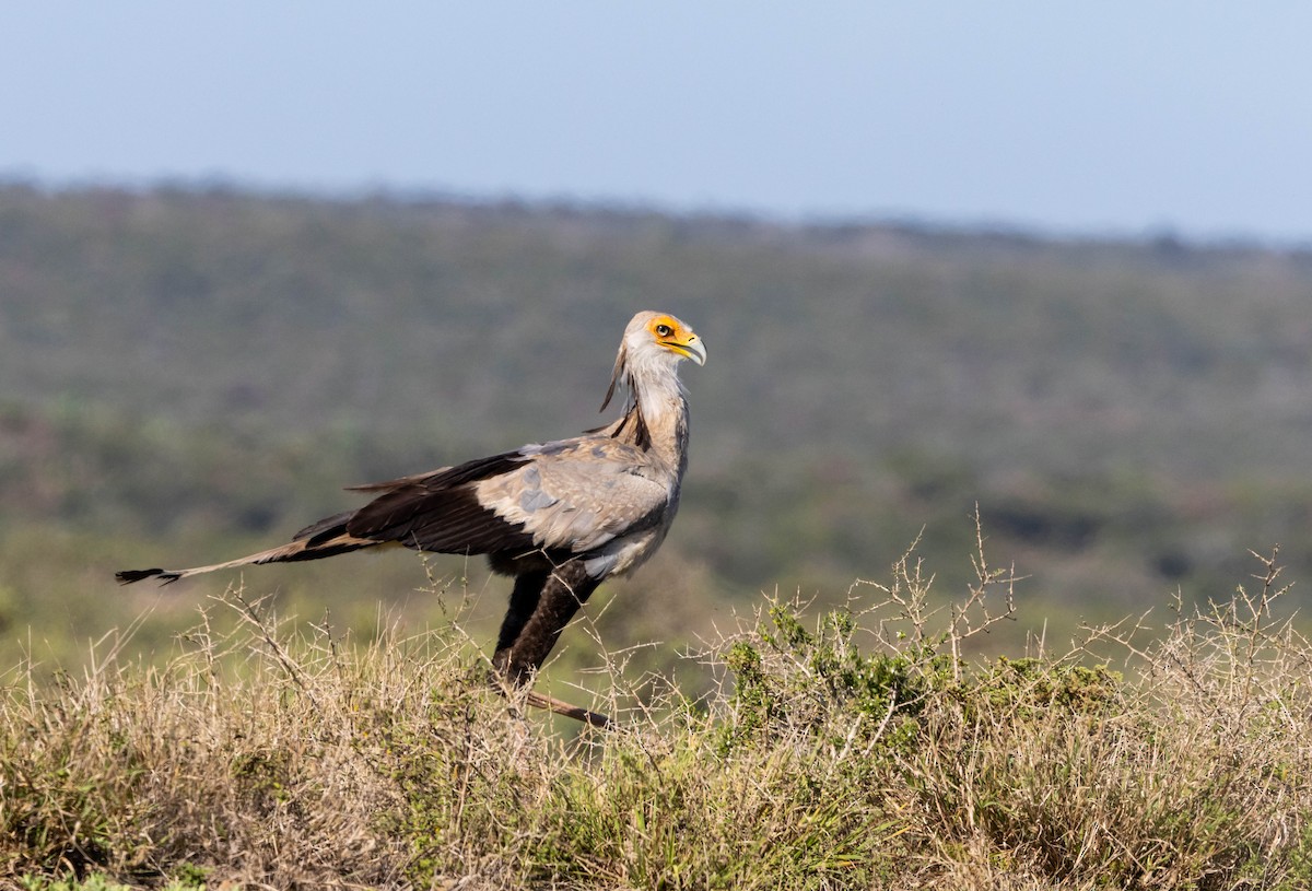 ヘビクイワシ - ML646580776