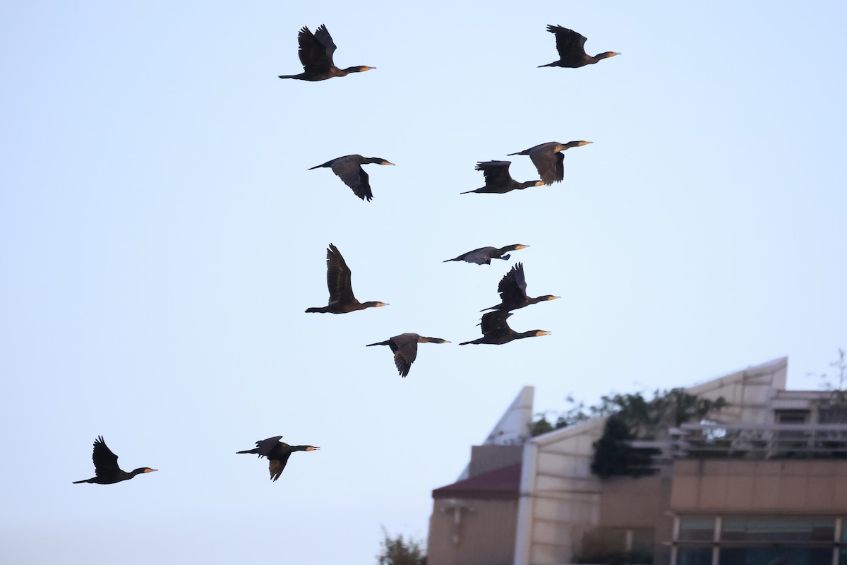 Cormorano - ML646580777