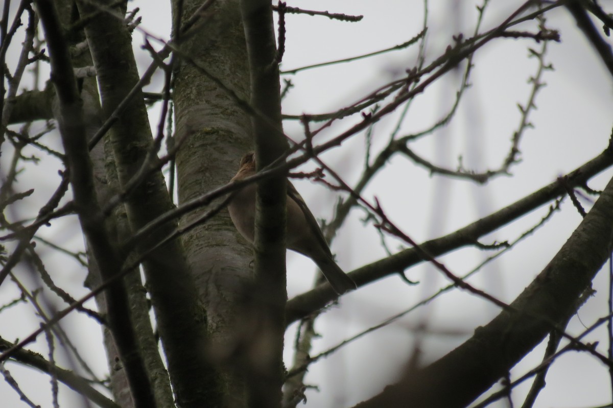 Зяблик - ML646580780