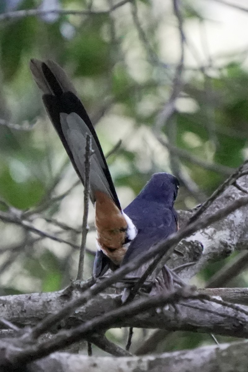 White-rumped Shama - ML646580782