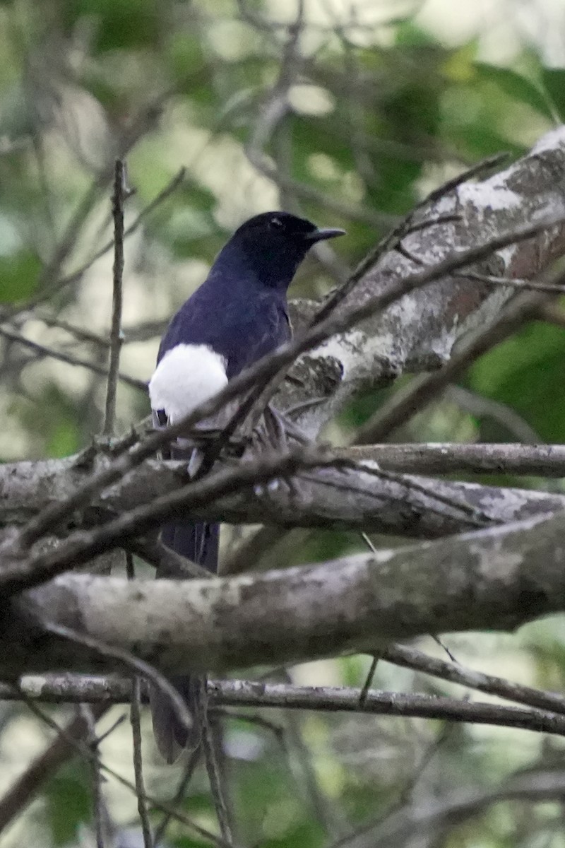 White-rumped Shama - ML646580783