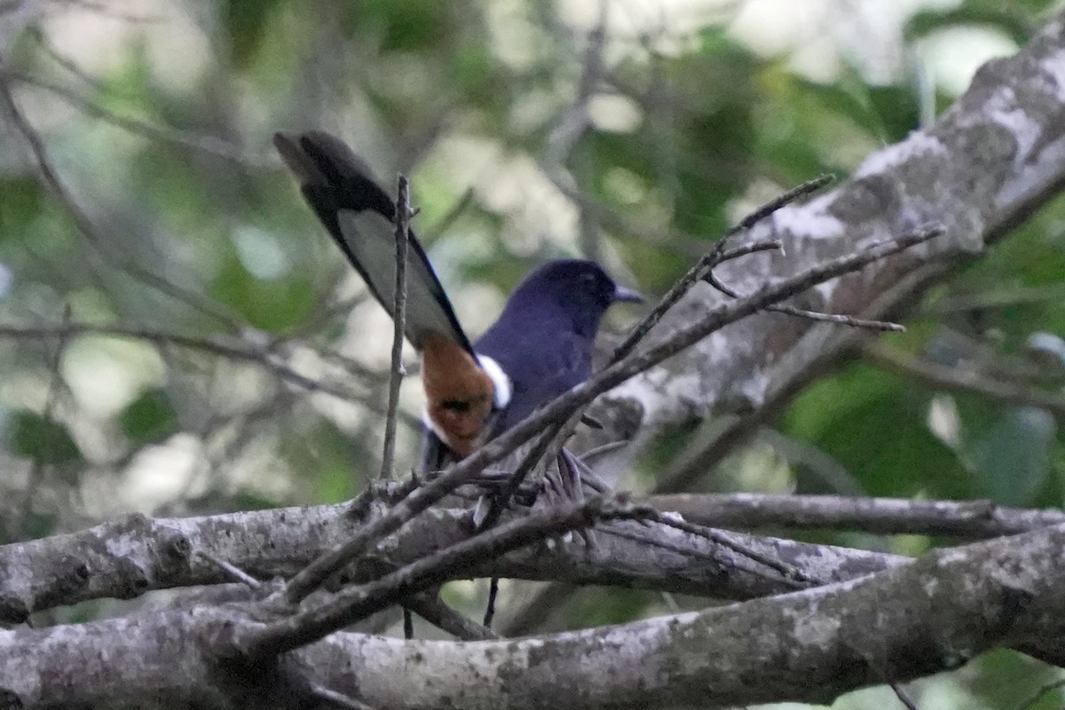 White-rumped Shama - ML646580784