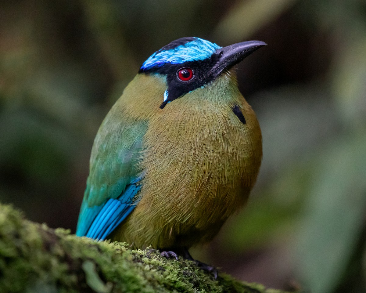 Andean Motmot - ML646580790