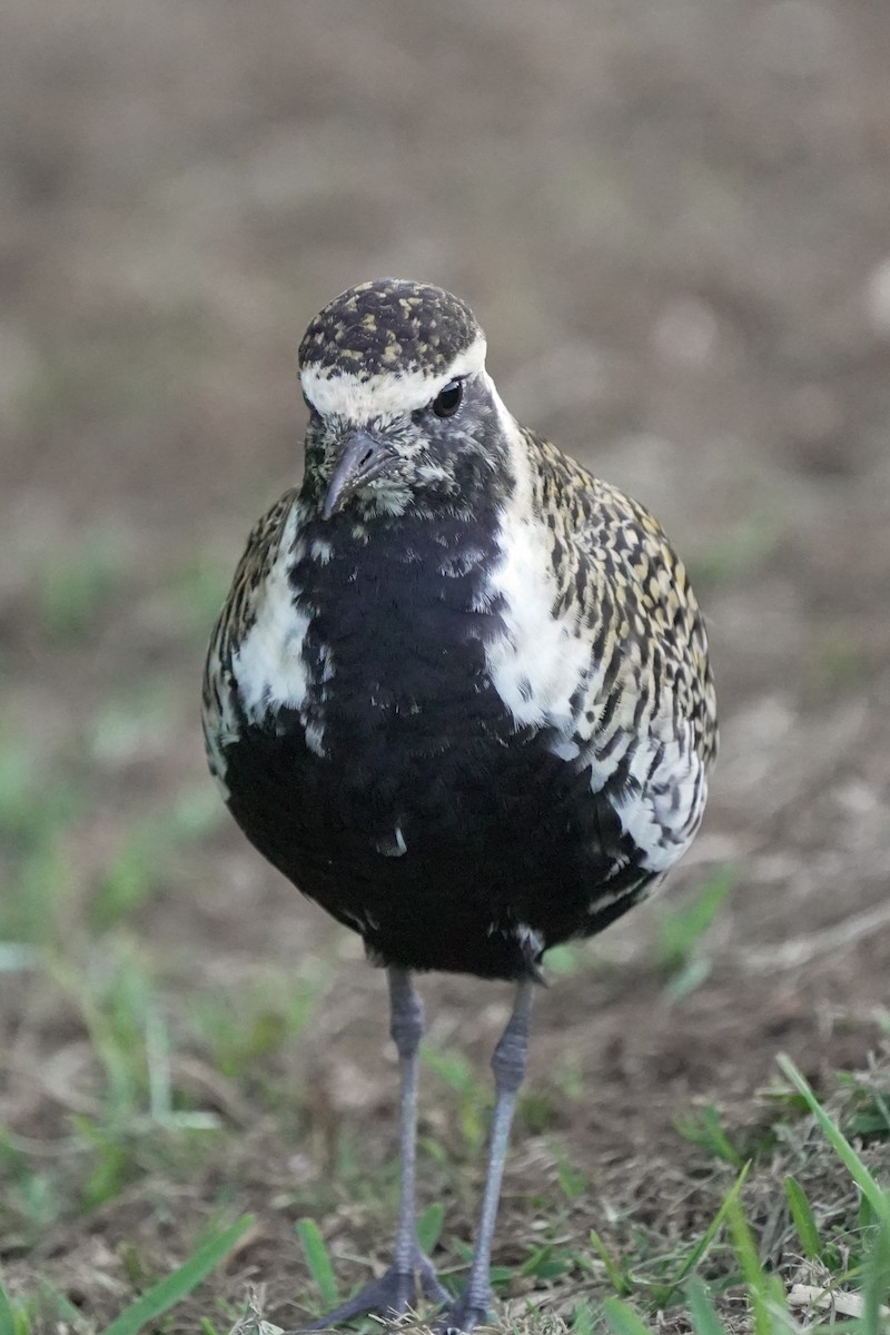 Pacific Golden-Plover - ML646580791