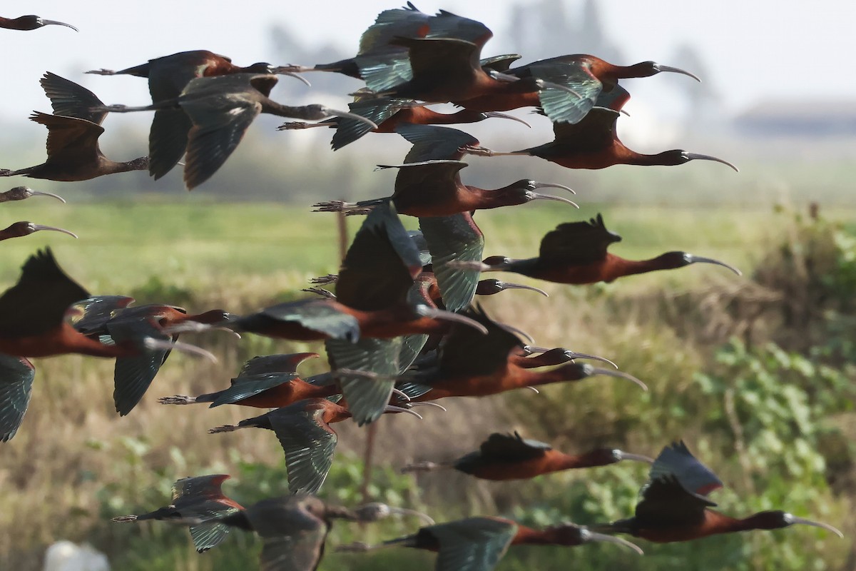 Glossy Ibis - ML646580792