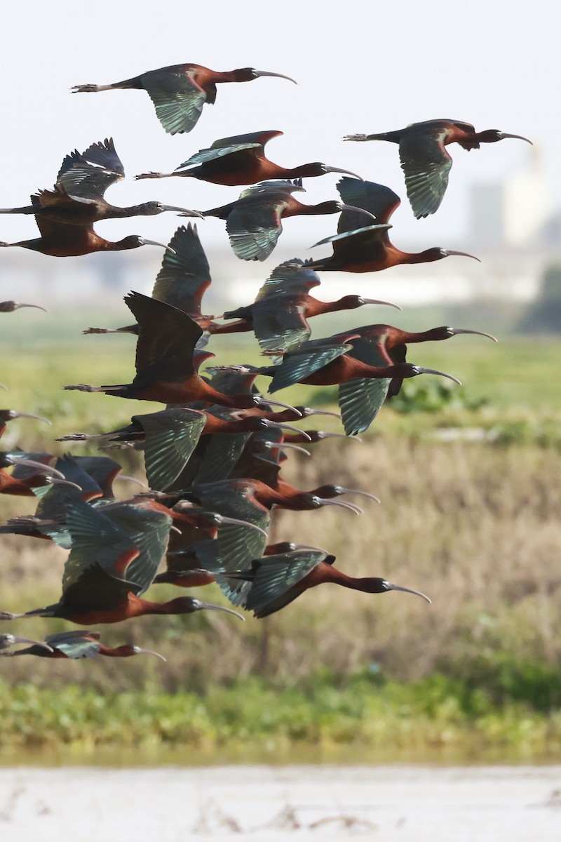 Glossy Ibis - ML646580793