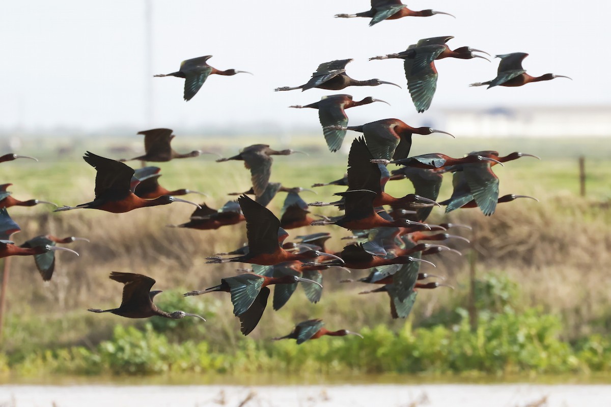 Glossy Ibis - ML646580794
