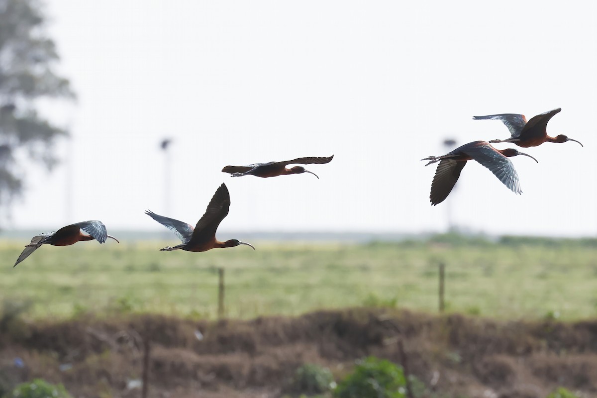 Glossy Ibis - ML646580795