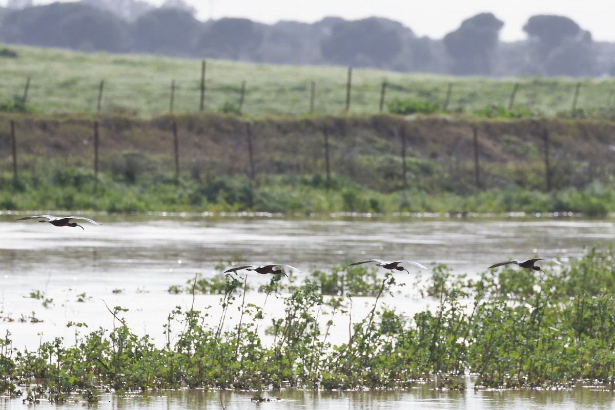Glossy Ibis - ML646580800