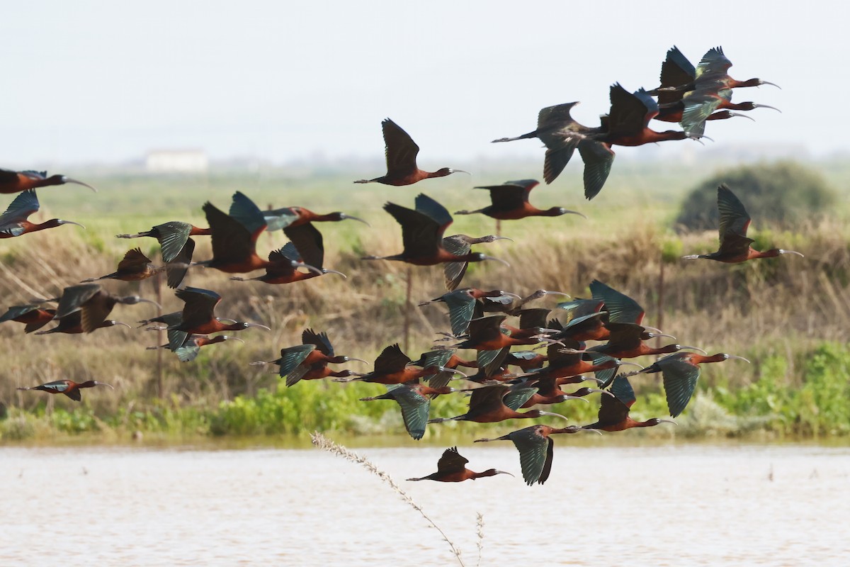 Glossy Ibis - ML646580801