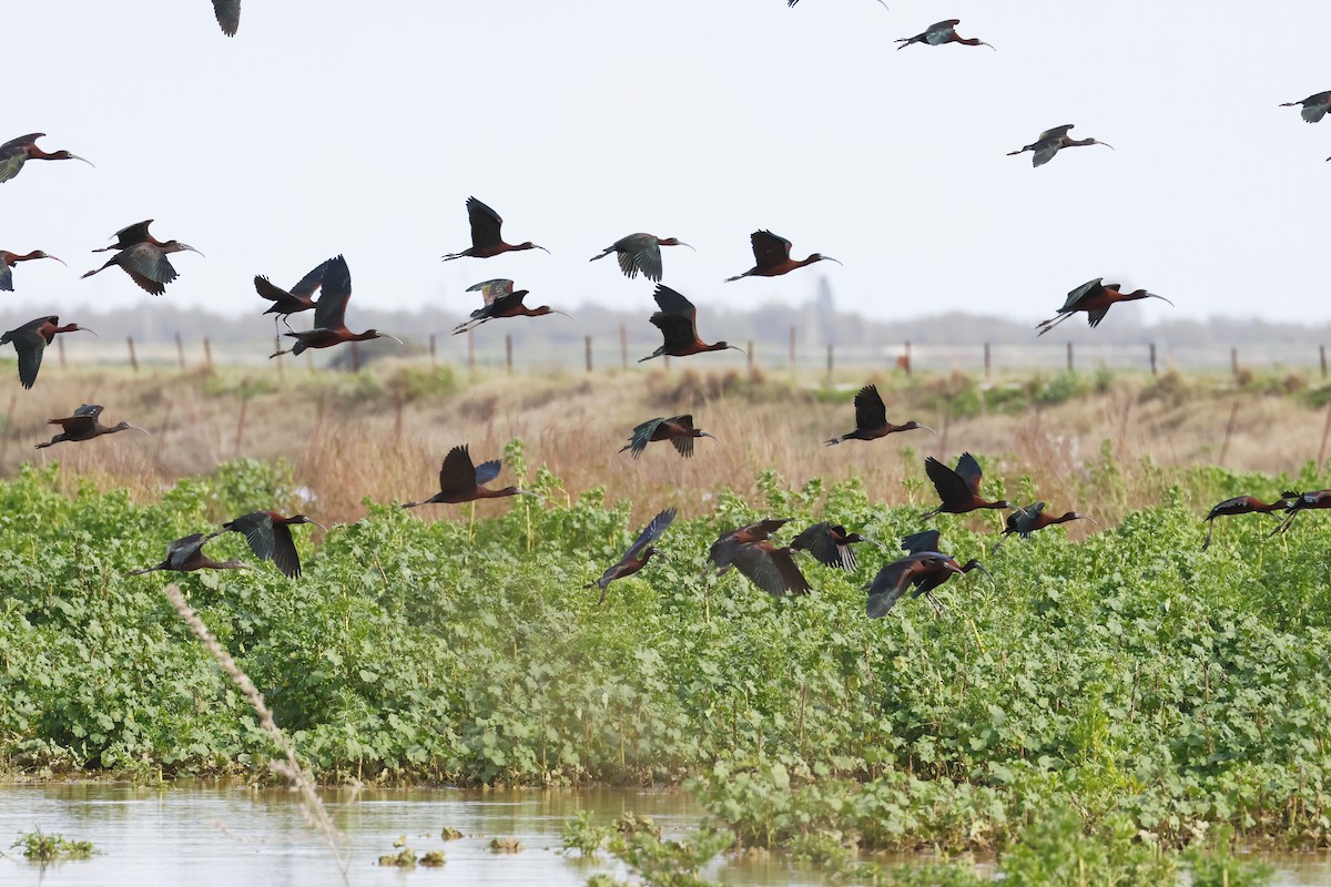 Glossy Ibis - ML646580802