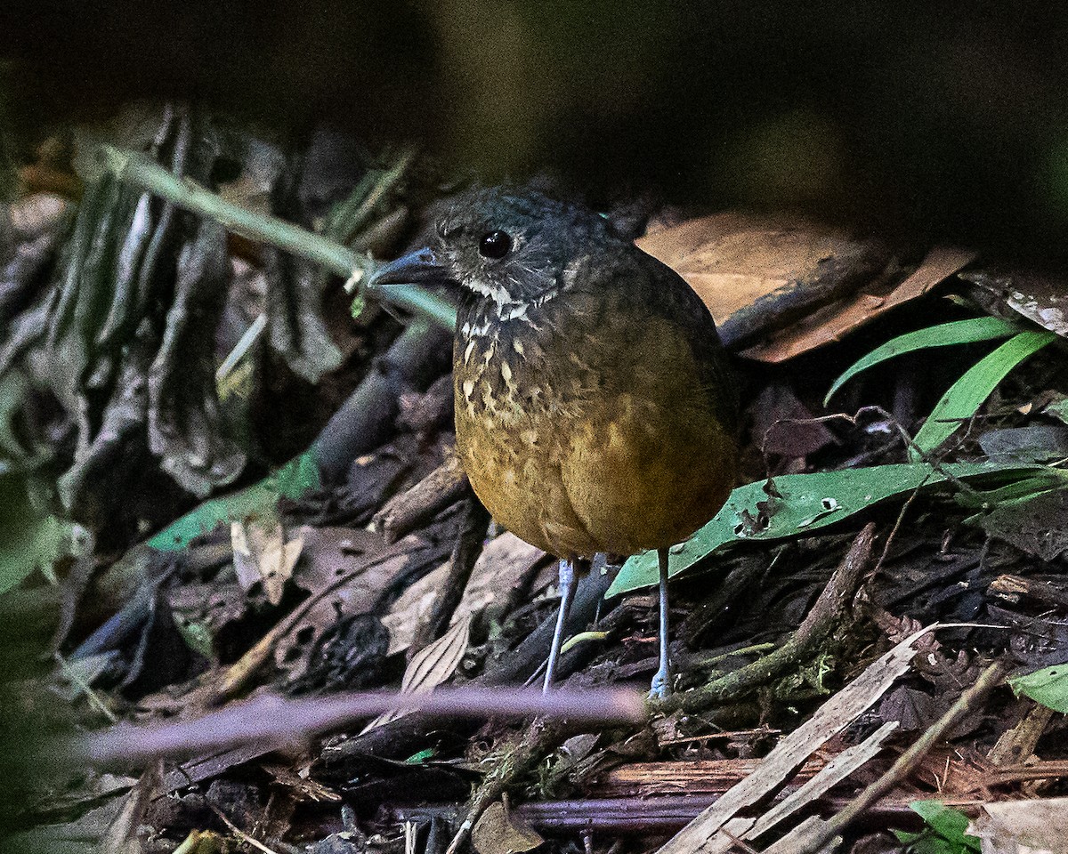 Scaled Antpitta - ML646580803