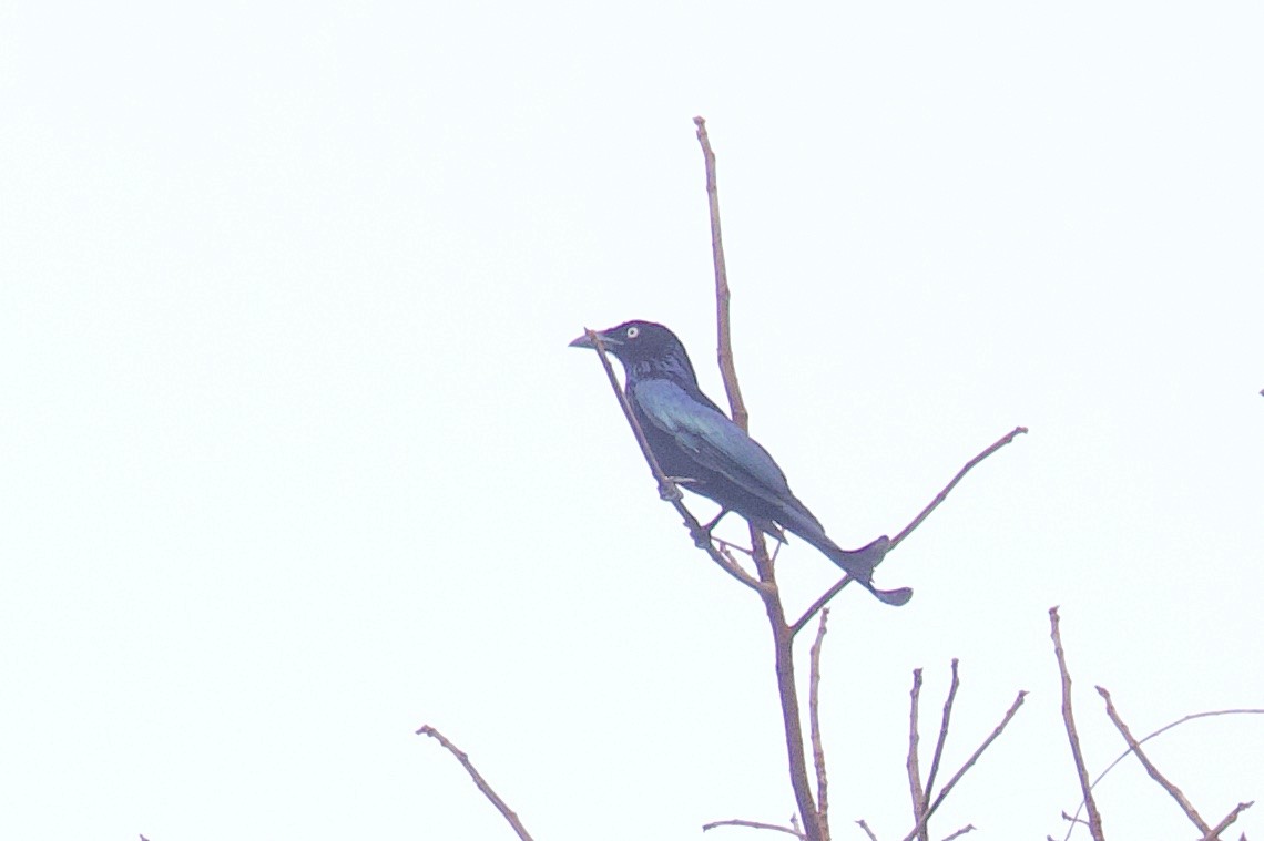 Hair-crested Drongo (White-eyed) - ML646580804