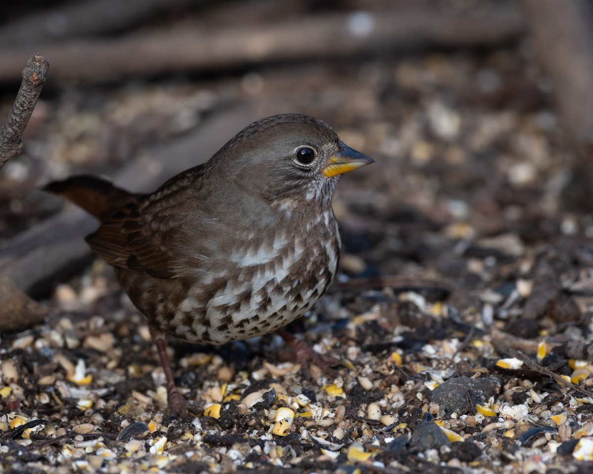 Fox Sparrow - ML646580805