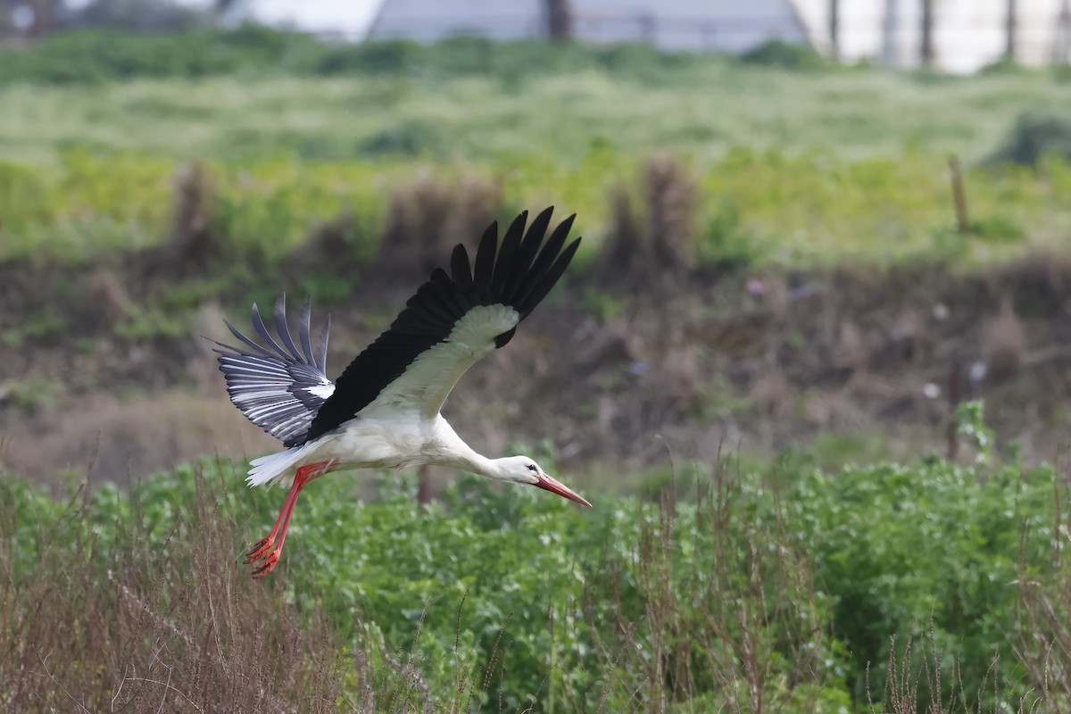 White Stork - ML646580806