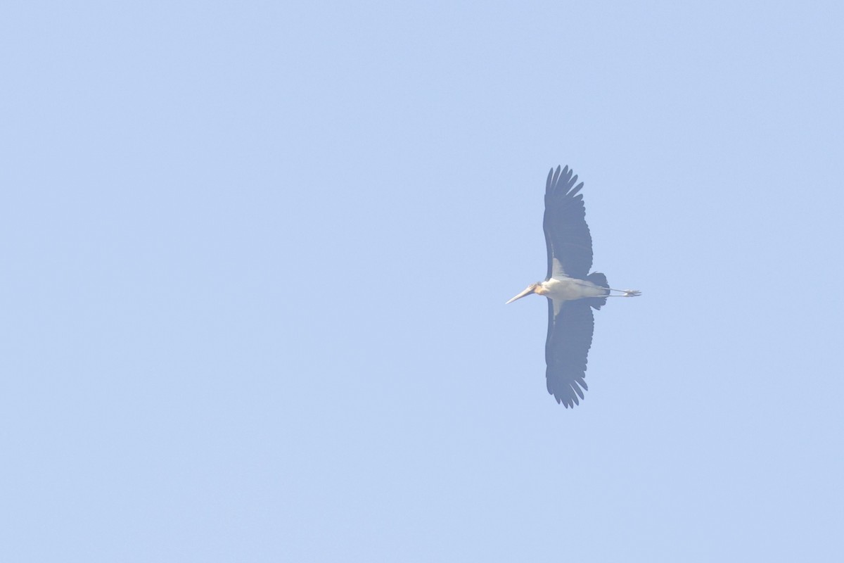 Lesser Adjutant - ML646580808