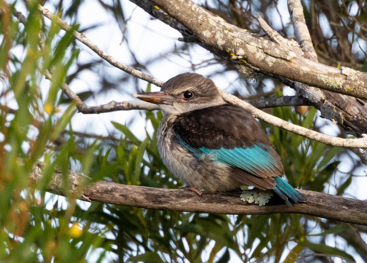 Brown-hooded Kingfisher - ML646580810