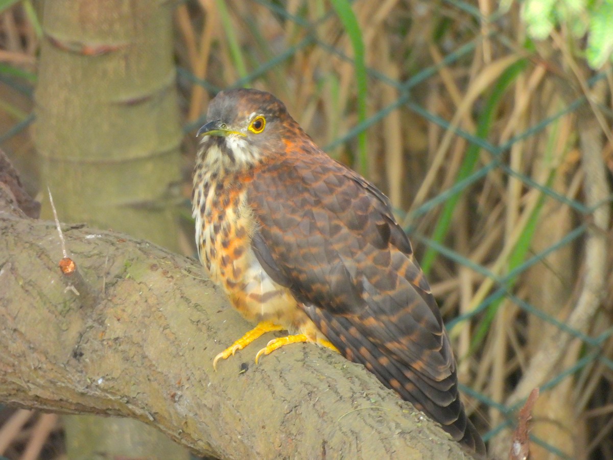 Large Hawk-Cuckoo - ML646580811