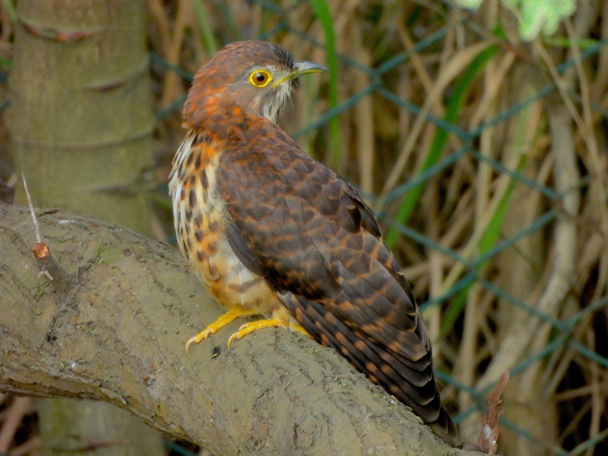 Large Hawk-Cuckoo - ML646580812
