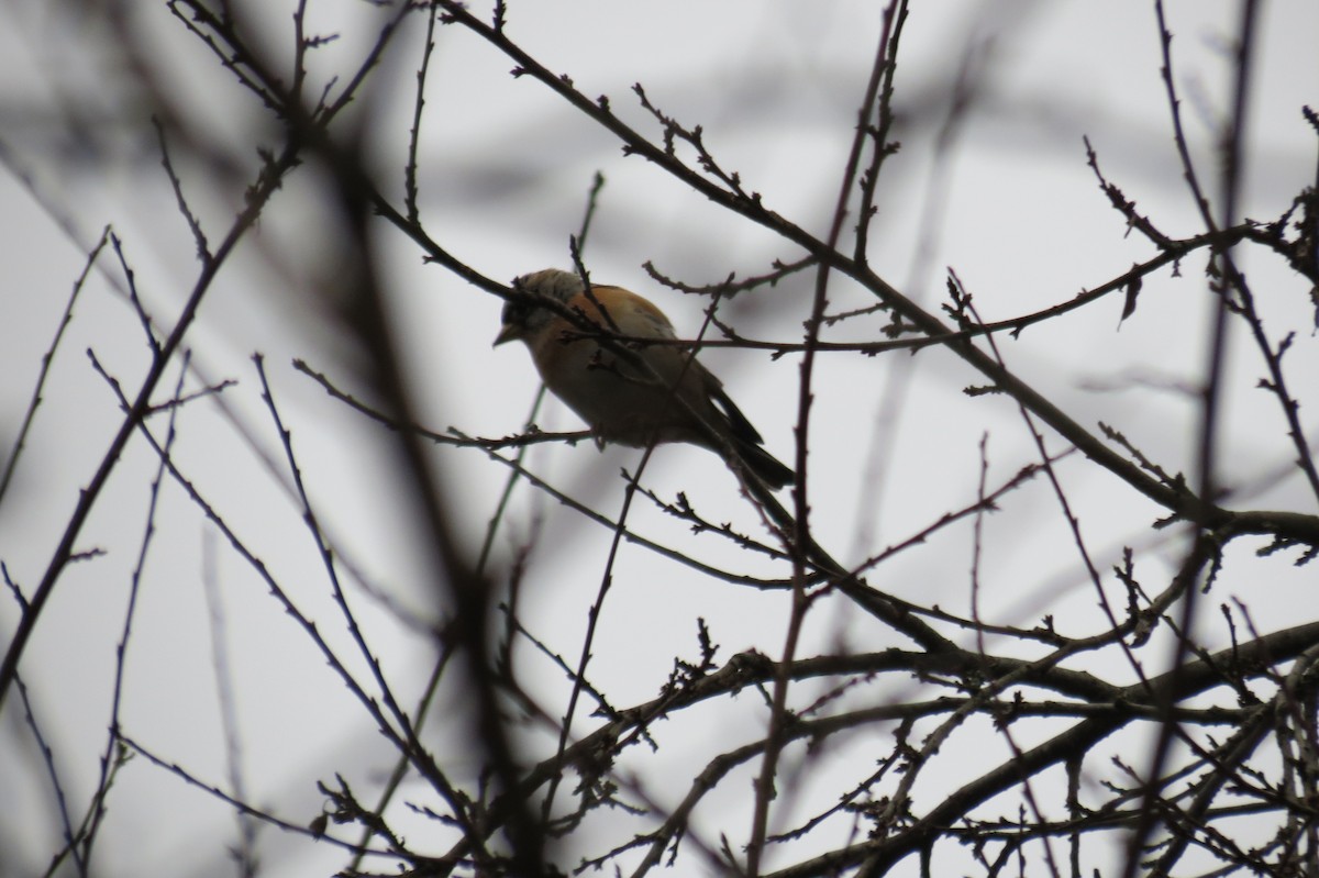 Вьюрок - ML646580814