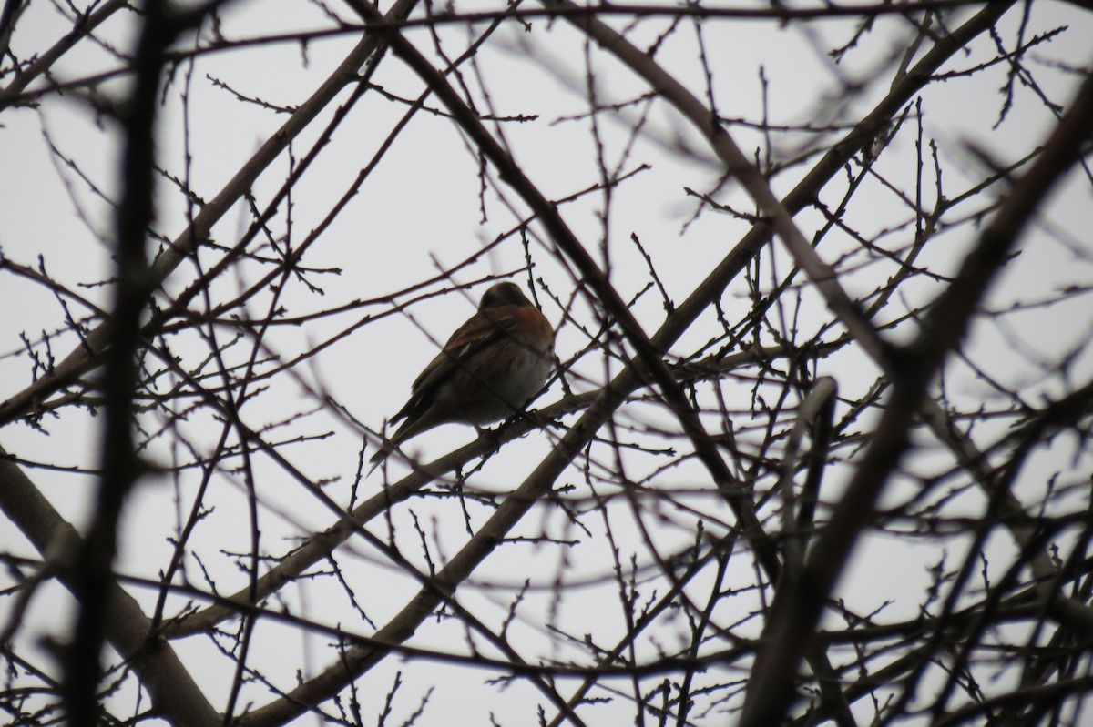 Вьюрок - ML646580815