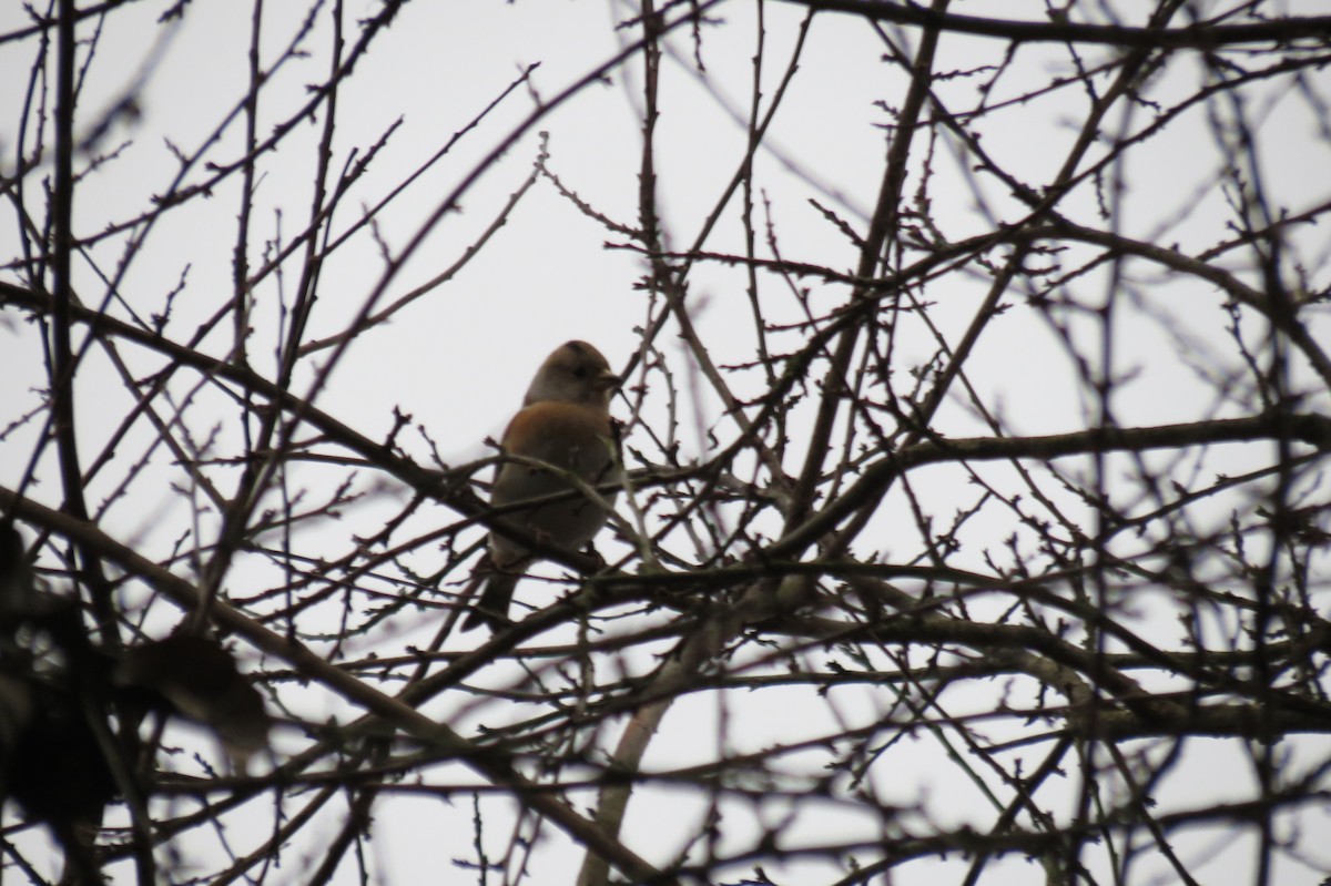 Вьюрок - ML646580816