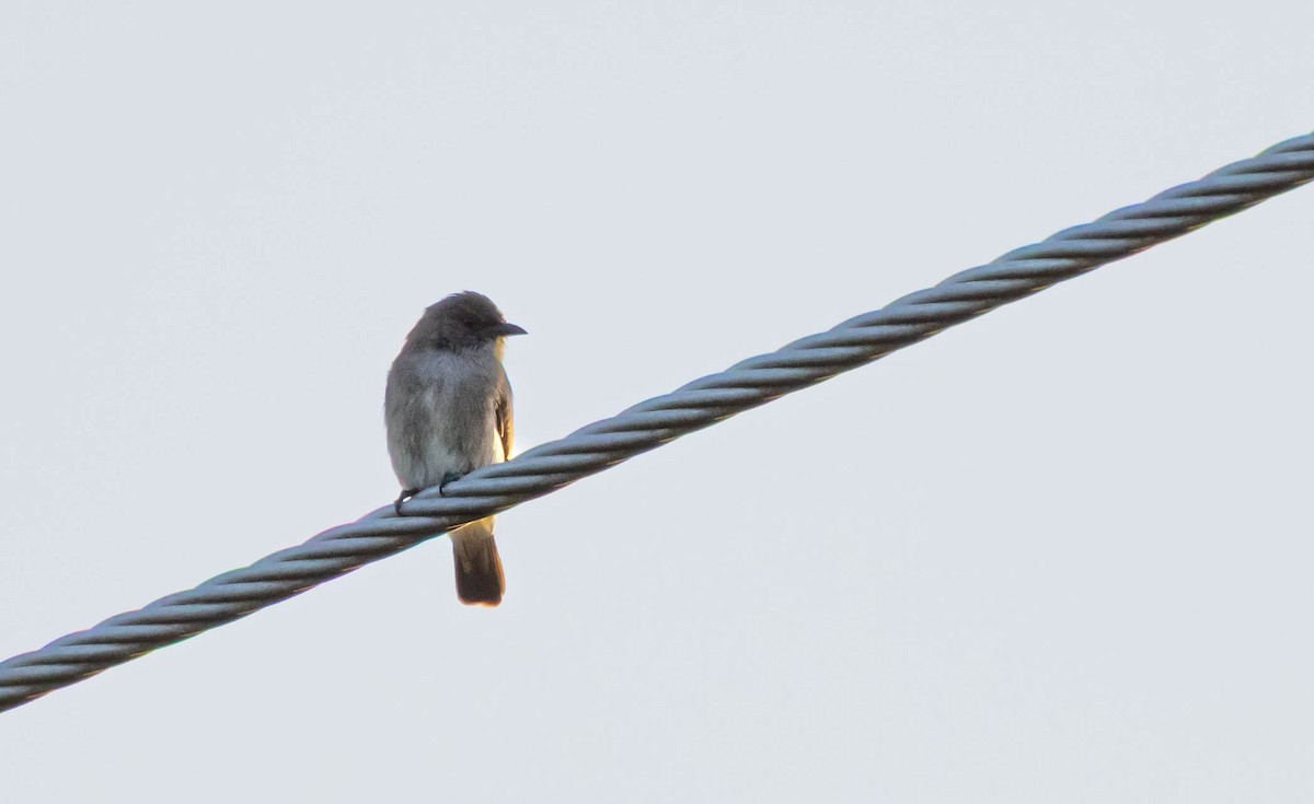 Brown-backed Honeybird - ML646580818