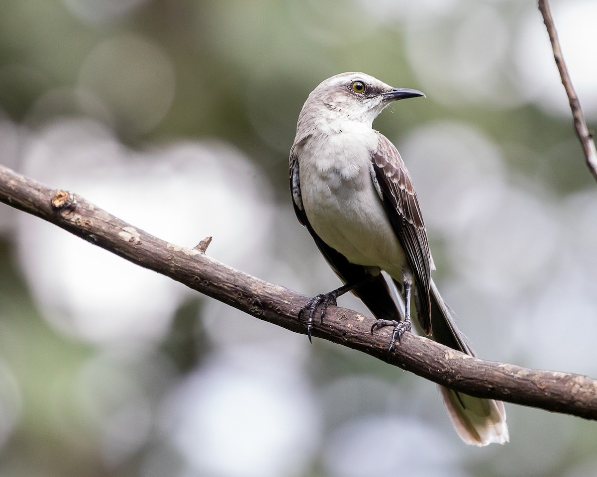 Tropical Mockingbird - ML646580820