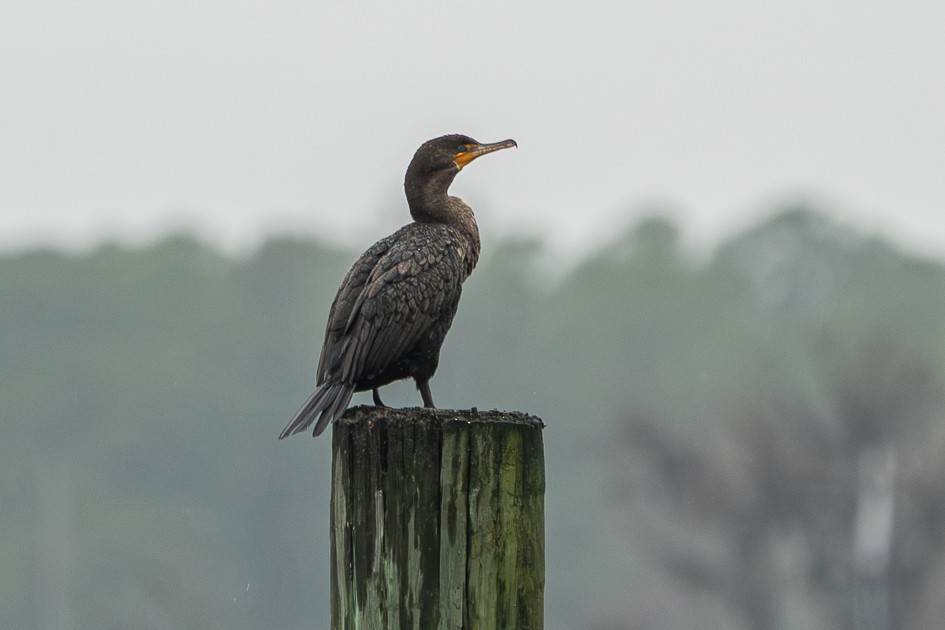 Double-crested Cormorant - ML646580821