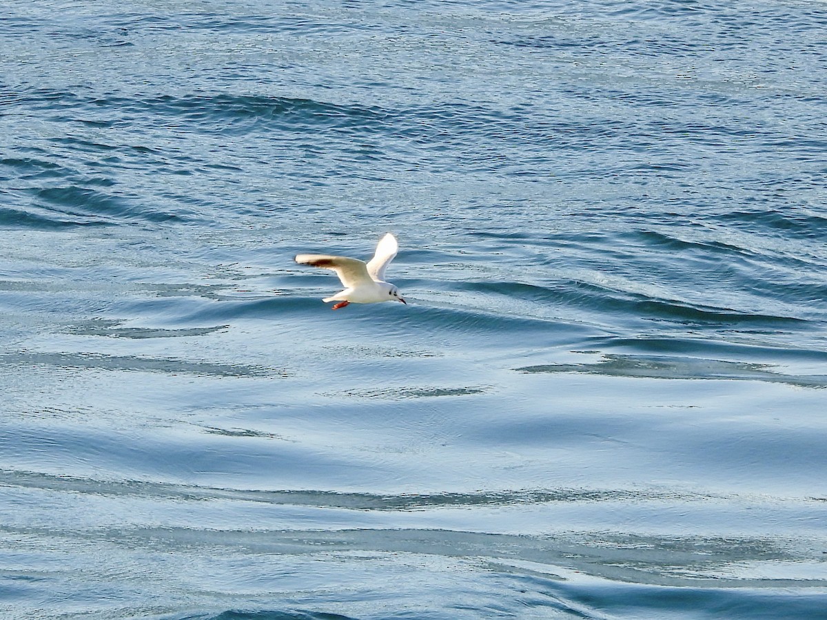 Озёрная чайка - ML646580823