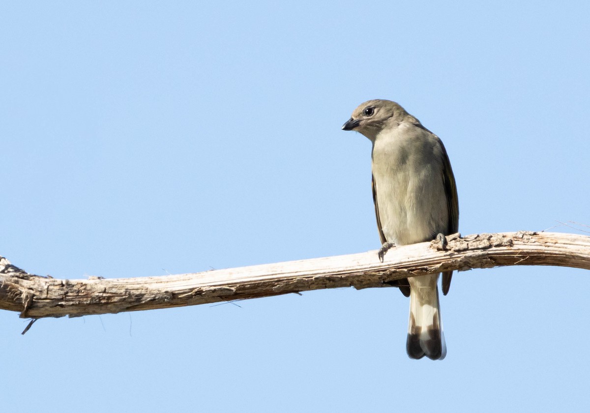 Lesser Honeyguide - ML646580827