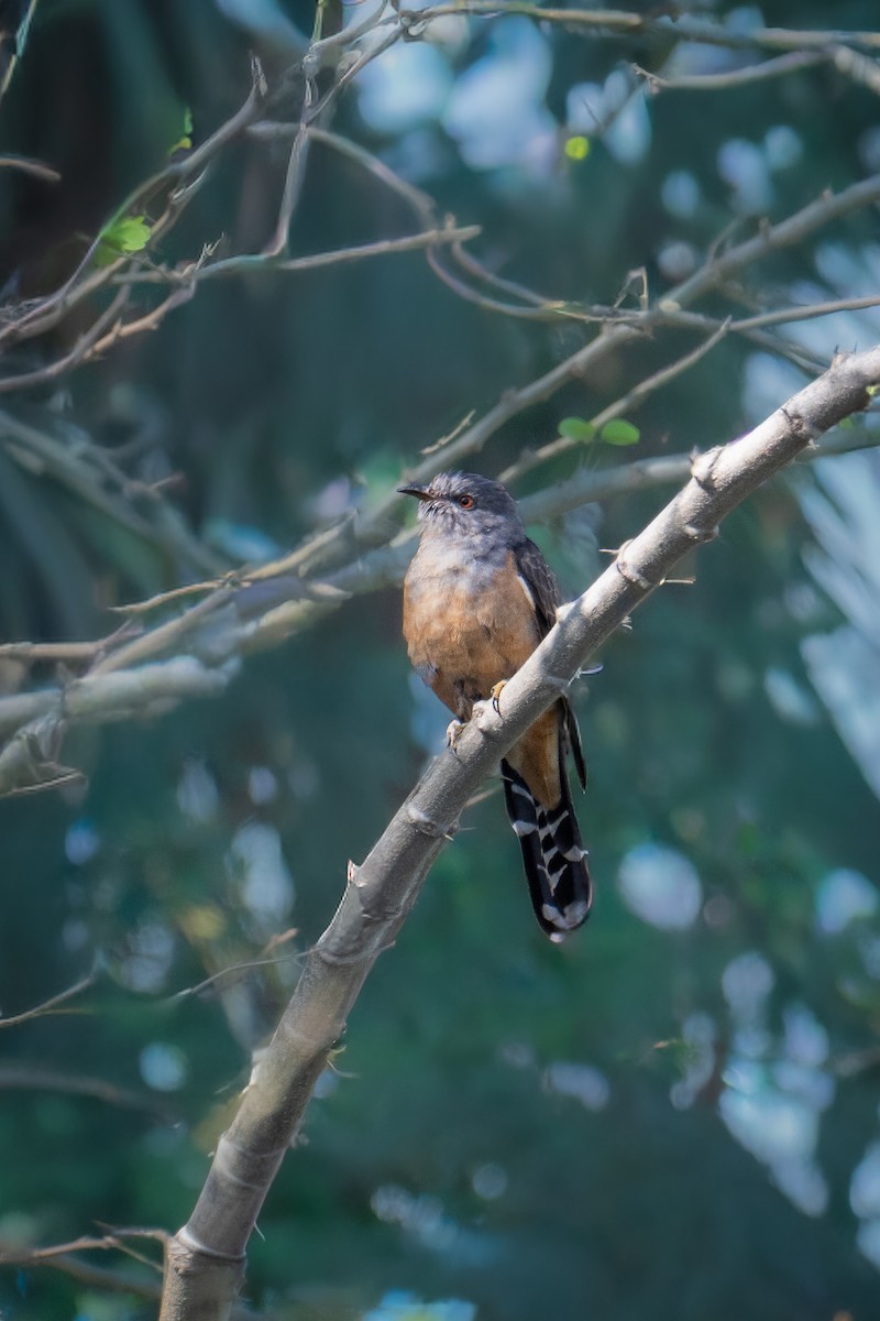 Plaintive Cuckoo - ML646580828