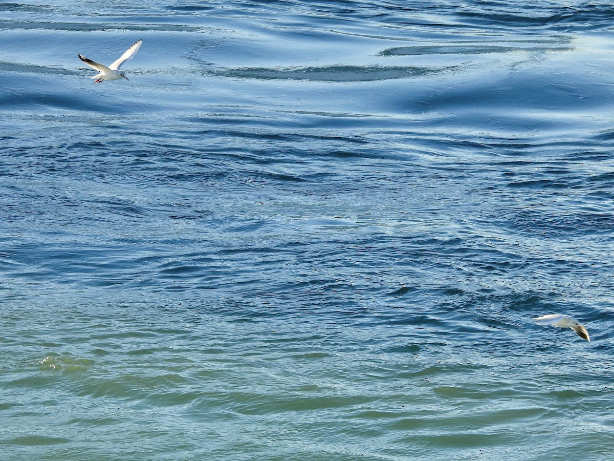 Озёрная чайка - ML646580830