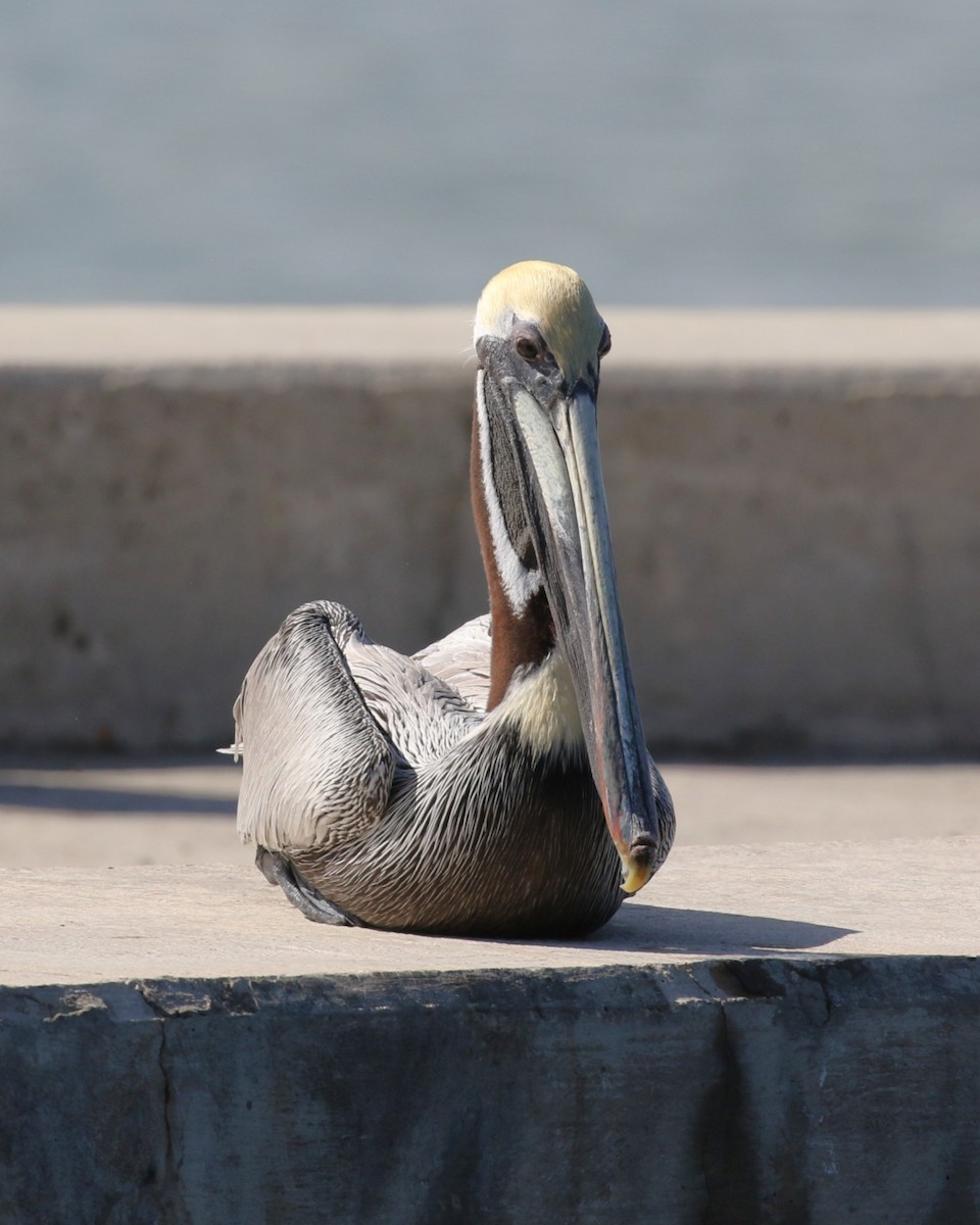 カッショクペリカン - ML646580833